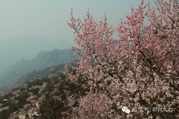 云蒙山桃花2.jpg
