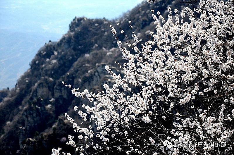 云蒙山桃花1.jpg